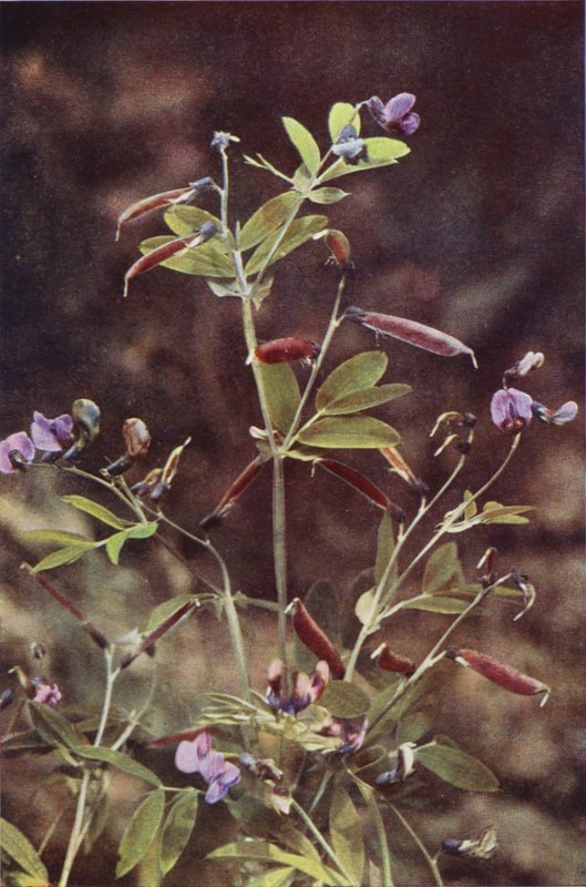 Kır çiçekleri: Yumrulu Acı Bezelye (renkli fotoğraf) by Charles Essenhigh Corke