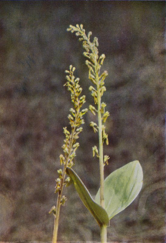 Kır çiçekleri: Twayblade (renkli fotoğraf) by Charles Essenhigh Corke