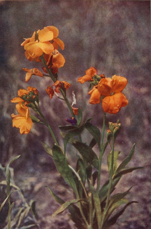 Kır çiçekleri: Wallflower (renkli fotoğraf) by Charles Essenhigh Corke