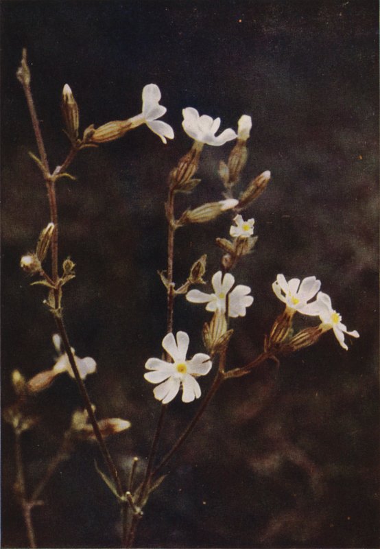 Kır çiçekleri: Beyaz Campion (renkli fotoğraf) by Charles Essenhigh Corke