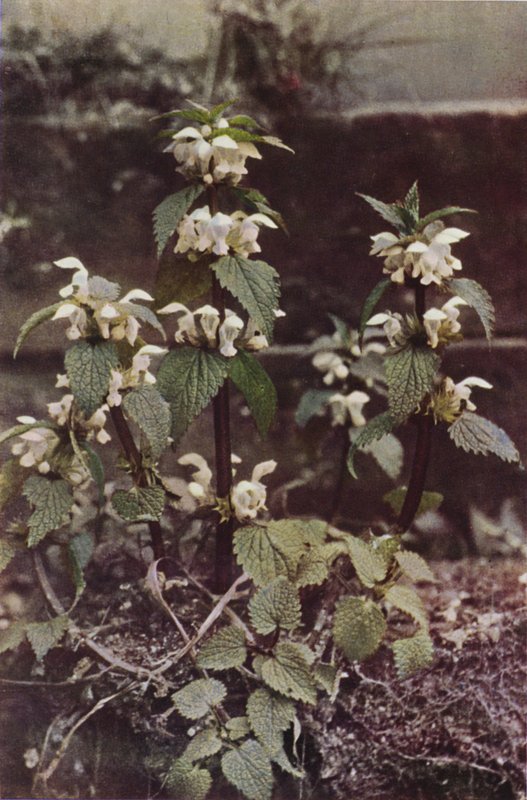Kır çiçekleri: White Deadnettle (renkli fotoğraf) by Charles Essenhigh Corke