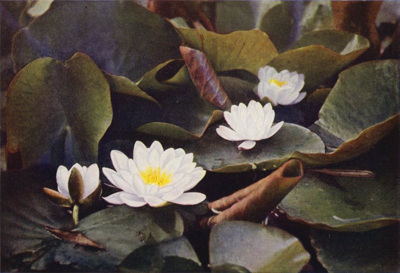 Kır çiçekleri: Beyaz Nilüfer (renkli fotoğraf) by Charles Essenhigh Corke