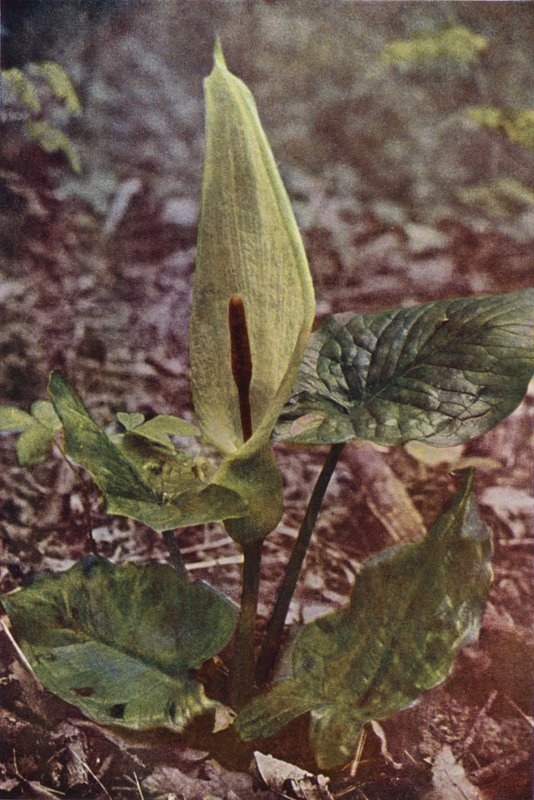 Kır çiçekleri: Yabani Arum (renkli fotoğraf) by Charles Essenhigh Corke
