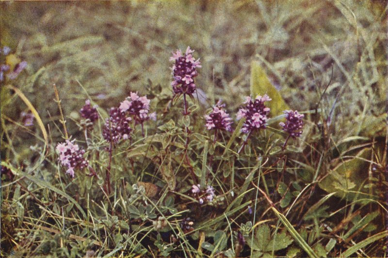 Kır çiçekleri: Yabani Kekik (renkli fotoğraf) by Charles Essenhigh Corke