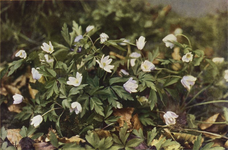 Kır çiçekleri: Ahşap Anemon (renkli fotoğraf) by Charles Essenhigh Corke