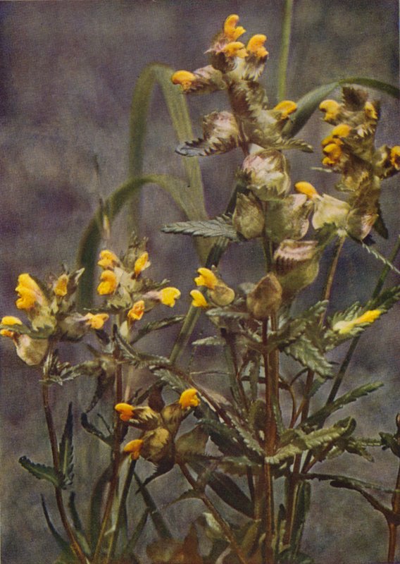 Kır çiçekleri: Sarı Çıngırak (renkli fotoğraf) by Charles Essenhigh Corke