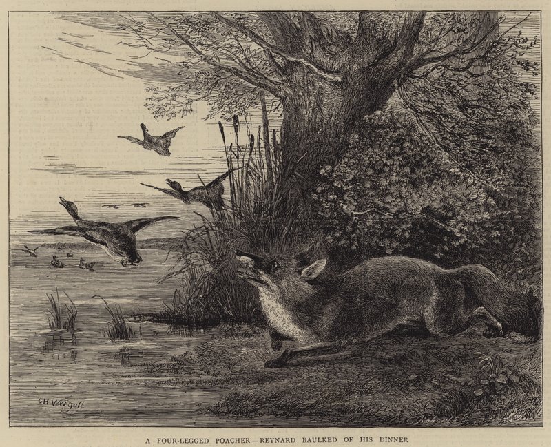 Dört Ayaklı Kaçak Avcı, Reynard Akşam Yemeğinden Vazgeçti by Charles Harvey Weigall