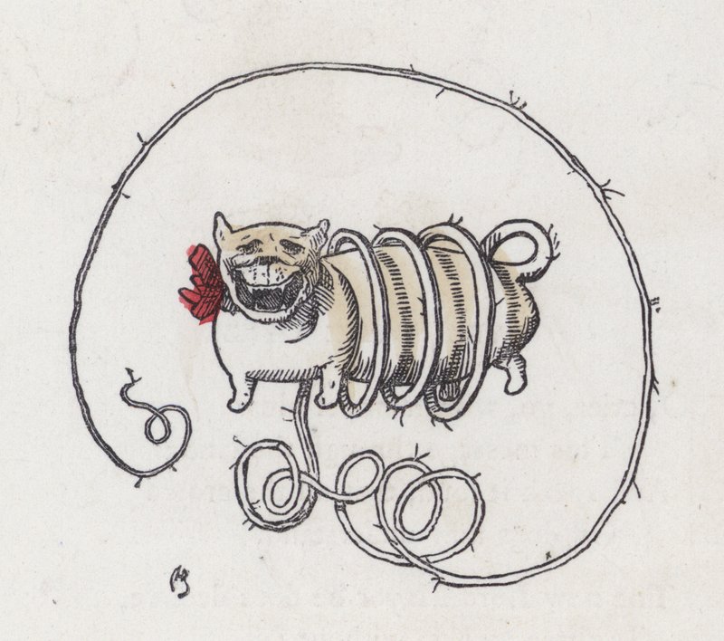 Çok uzun kıvırcık kuyruklu köpek (renkli gravür) by Charles Henry (after) Bennett