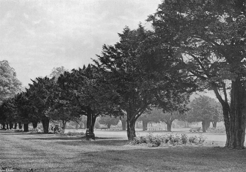 Yews at Hampton Court To-Day (s/b fotoğraf) by Charles Latham