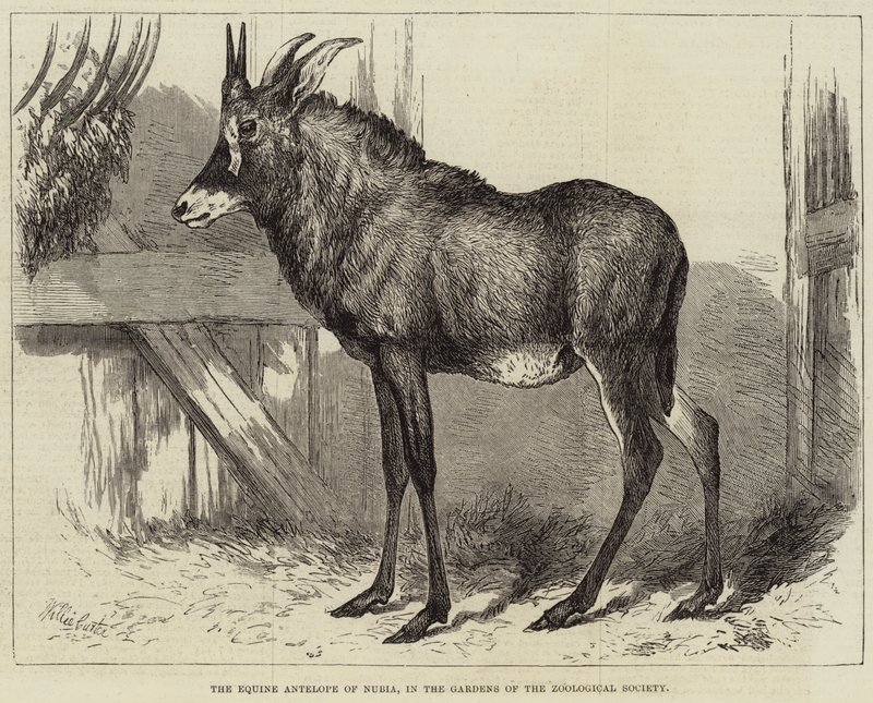 Nubia'nın At Antilopu, Zooloji Derneği Bahçelerinde by Charles William Carter