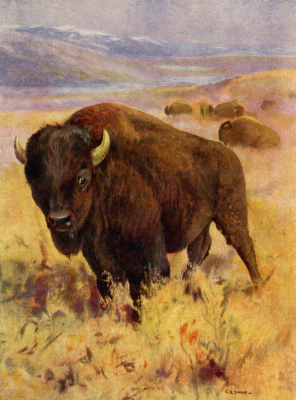 Hayvanat Bahçesinde: Bizon (renkli taş) by Cuthbert Edmund Swan