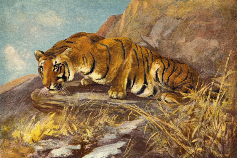 Bir sonraki yemeğini izliyor by Cuthbert Edmund Swan