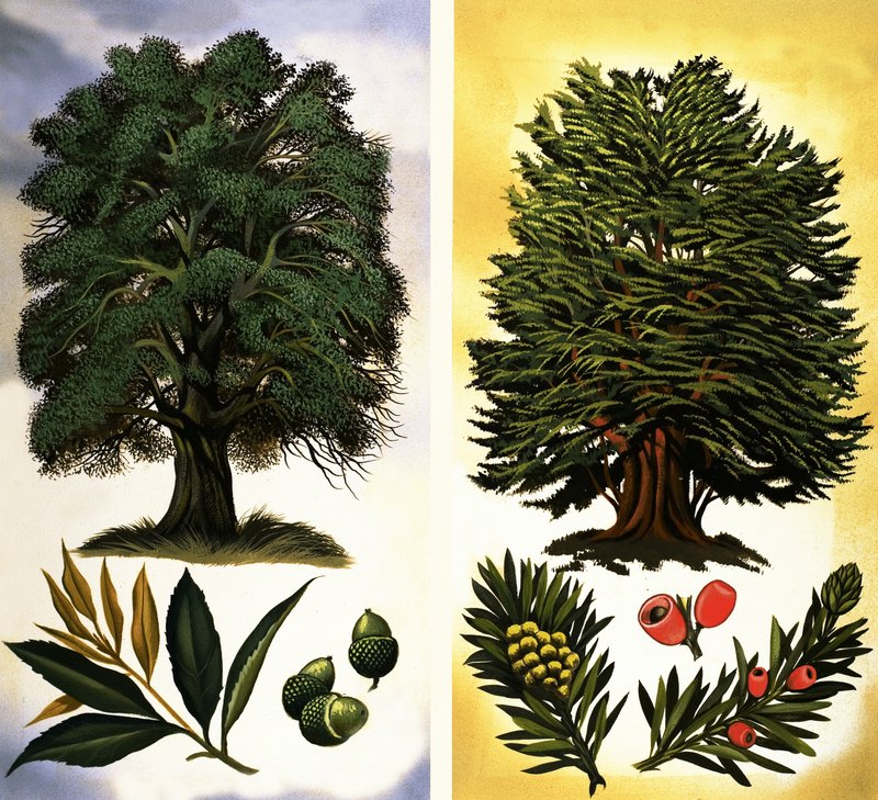 Görebileceğiniz Ağaçlar: Holm Meşesi ve Porsuk by David Pratt