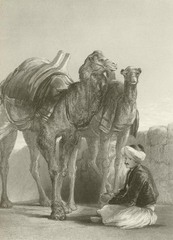 A group of Camels at Smyrna  by David Wilkie