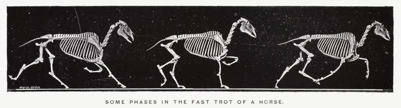 Eadweard Muybridge: Bir atın hızlı tırıstaki bazı aşamaları (s/b fotoğraf) by Eadweard Muybridge