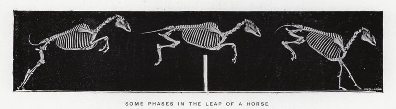 Eadweard Muybridge: Bir atın sıçrayışının bazı aşamaları (s/b fotoğraf) by Eadweard Muybridge
