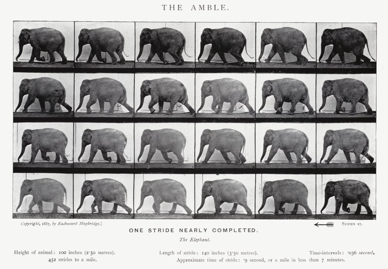 Eadweard Muybridge: Amble (s/b fotoğraf) by Eadweard Muybridge