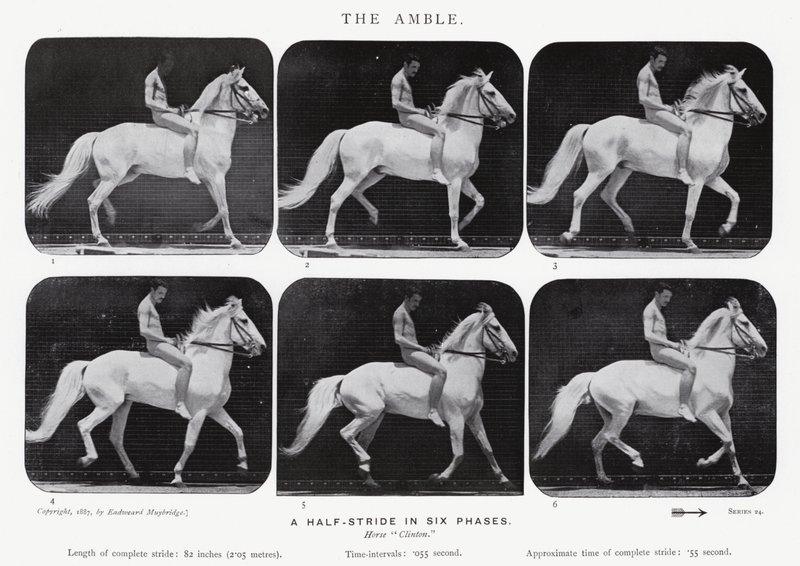 Eadweard Muybridge: Amble by Eadweard Muybridge