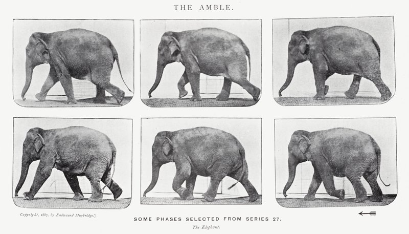 Eadweard Muybridge: Amble by Eadweard Muybridge