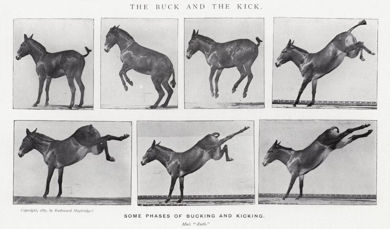 Eadweard Muybridge: The Buck and the Kick (s/b fotoğraf) by Eadweard Muybridge