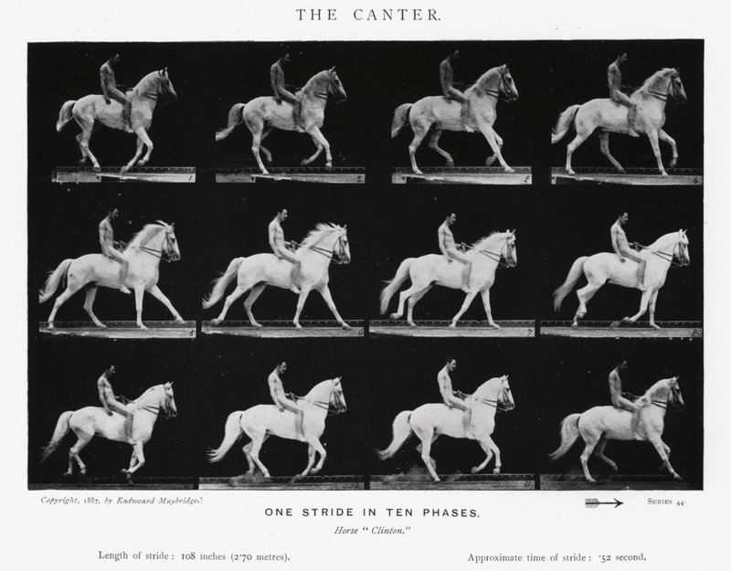 Eadweard Muybridge: Canter (s/b fotoğraf) by Eadweard Muybridge