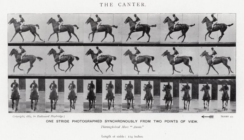 Eadweard Muybridge: Canter (s/b fotoğraf) by Eadweard Muybridge