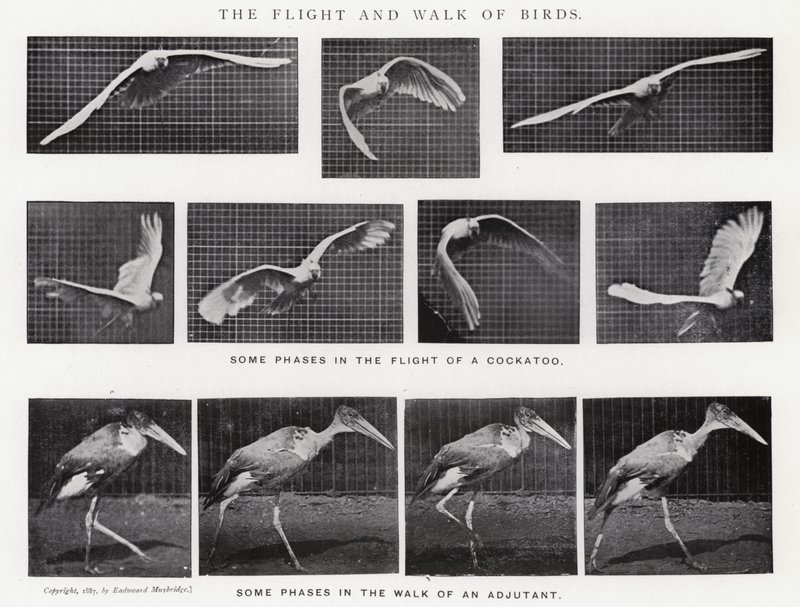 Eadweard Muybridge: Kuşların Uçuşu ve Yürüyüşü (s/b fotoğraf) by Eadweard Muybridge