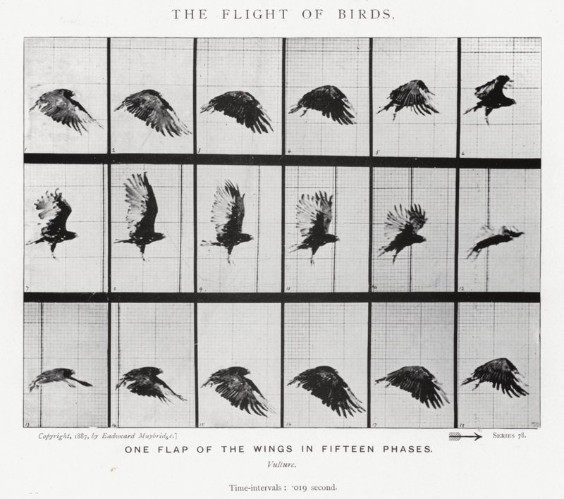 Eadweard Muybridge: Kuşların Uçuşu (s/b fotoğraf) by Eadweard Muybridge