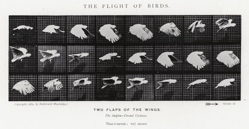 Eadweard Muybridge: Kuşların Uçuşu (s/b fotoğraf) by Eadweard Muybridge
