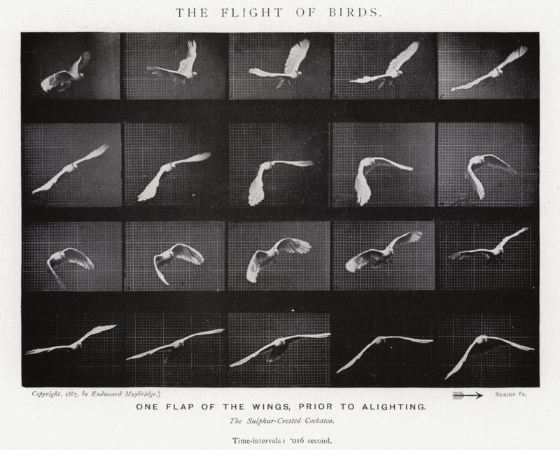 Eadweard Muybridge: Kuşların Uçuşu (s/b fotoğraf) by Eadweard Muybridge