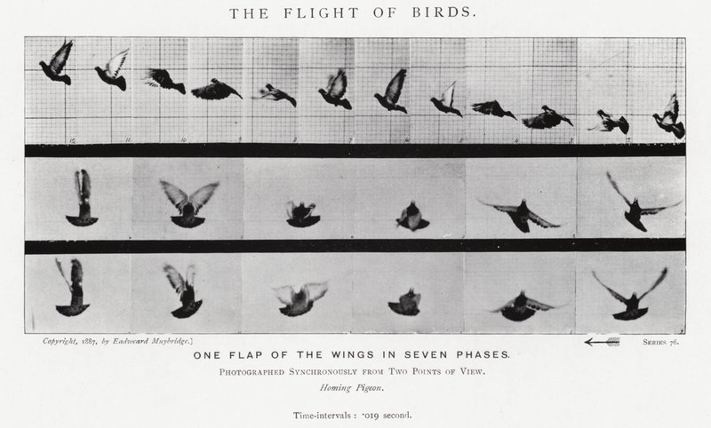 Eadweard Muybridge: Kuşların Uçuşu (s/b fotoğraf) by Eadweard Muybridge