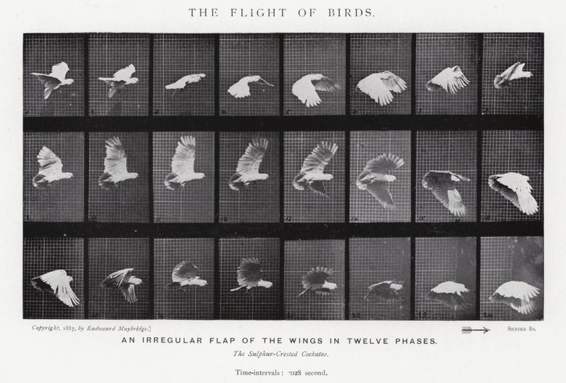 Eadweard Muybridge: Kuşların Uçuşu (s/b fotoğraf) by Eadweard Muybridge