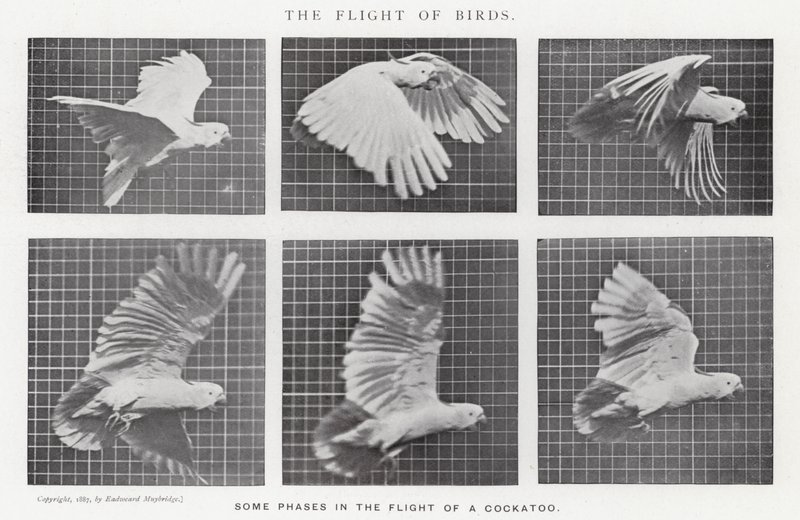 Eadweard Muybridge: Kuşların Uçuşu (s/b fotoğraf) by Eadweard Muybridge