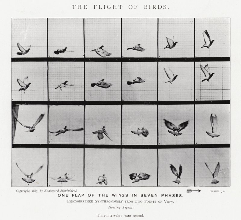 Eadweard Muybridge: Kuşların Uçuşu (s/b fotoğraf) by Eadweard Muybridge