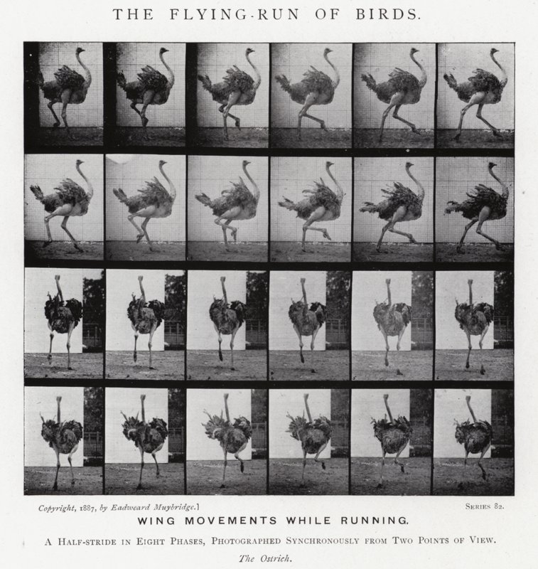 Eadweard Muybridge: Kuşların Uçan Koşusu (s/b fotoğraf) by Eadweard Muybridge