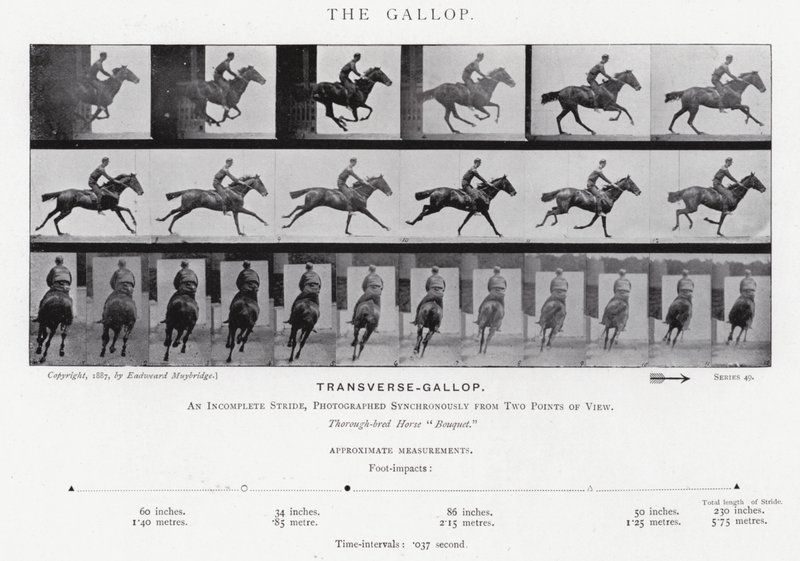 Eadweard Muybridge: Dörtnala (s/b fotoğraf) by Eadweard Muybridge