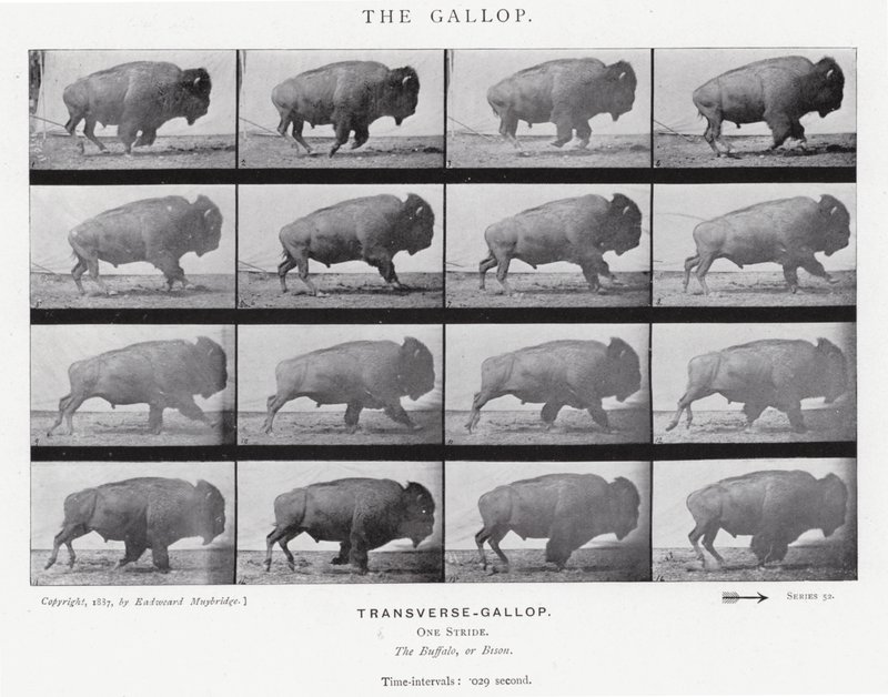 Eadweard Muybridge: Dörtnala (s/b fotoğraf) by Eadweard Muybridge