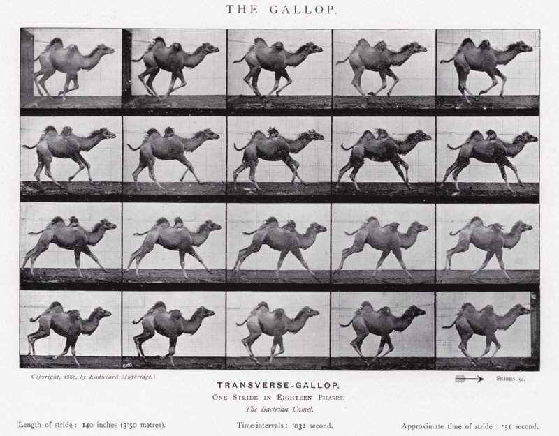 Eadweard Muybridge: Dörtnala (s/b fotoğraf) by Eadweard Muybridge