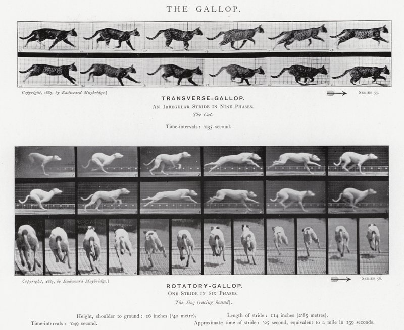 Eadweard Muybridge: Dörtnala (s/b fotoğraf) by Eadweard Muybridge
