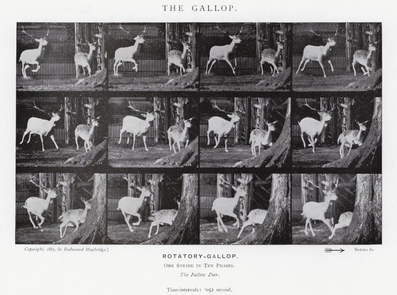 Eadweard Muybridge: Dörtnala (s/b fotoğraf) by Eadweard Muybridge