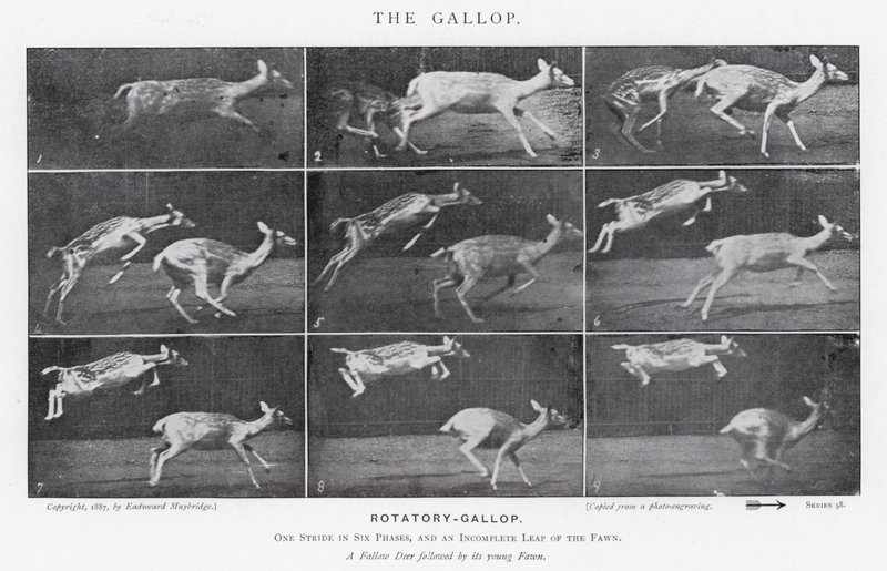 Eadweard Muybridge: Dörtnala (s/b fotoğraf) by Eadweard Muybridge