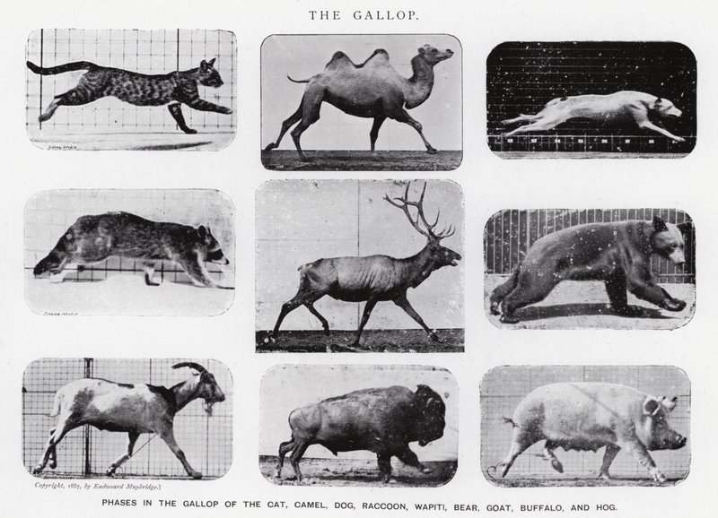 Eadweard Muybridge: Dörtnala (s/b fotoğraf) by Eadweard Muybridge