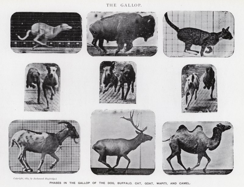Eadweard Muybridge: Dörtnala (s/b fotoğraf) by Eadweard Muybridge