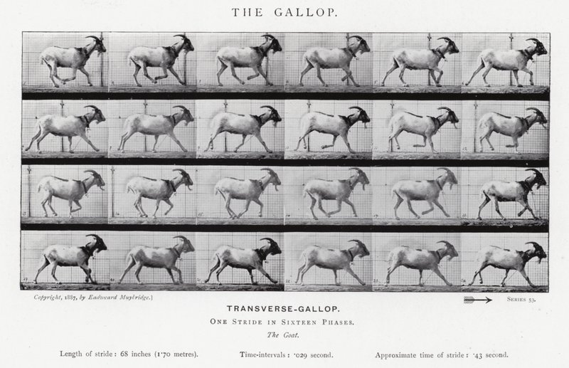 Eadweard Muybridge: Dörtnala (s/b fotoğraf) by Eadweard Muybridge
