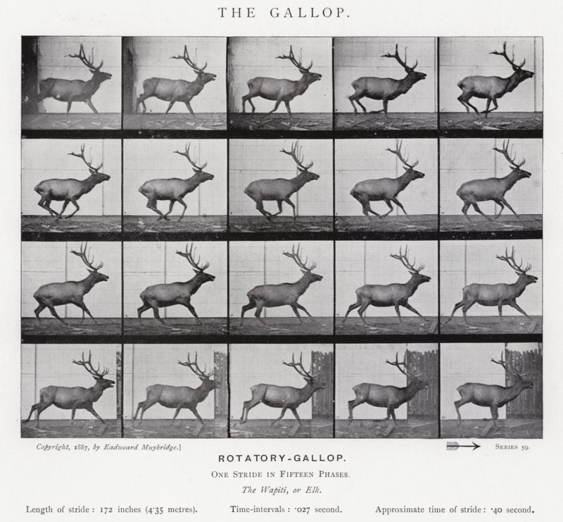 Eadweard Muybridge: Dörtnala (s/b fotoğraf) by Eadweard Muybridge