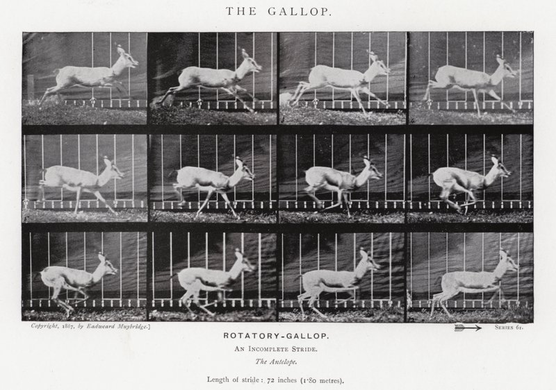 Eadweard Muybridge: Dörtnala (s/b fotoğraf) by Eadweard Muybridge
