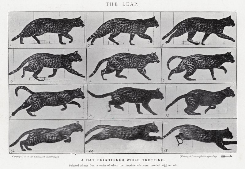 Eadweard Muybridge: Sıçrayış (s/b fotoğraf) by Eadweard Muybridge
