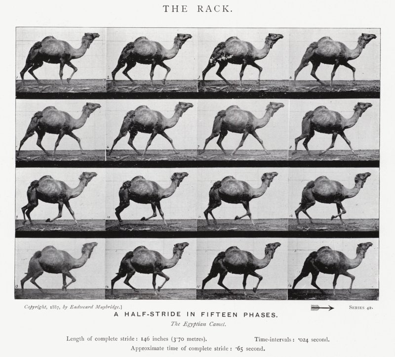 Eadweard Muybridge: The Rack (s/b fotoğraf) by Eadweard Muybridge