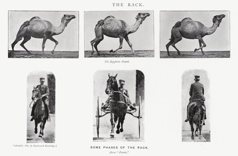 Eadweard Muybridge: Raf by Eadweard Muybridge