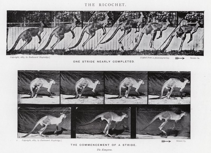 Eadweard Muybridge: Sekme (s/b fotoğraf) by Eadweard Muybridge